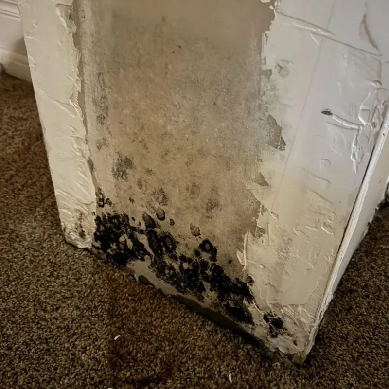 Professional Mold Removal in Vander, NC